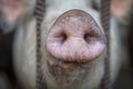 Pig snout Royalty Free Stock Photo