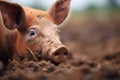 pig snout in mud close-up Royalty Free Stock Photo