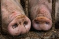 Pig snouts poking out Royalty Free Stock Photo