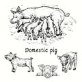 Pig sow feeding piglets and couple piglets isolated view. Ink black and white doodle drawing Royalty Free Stock Photo