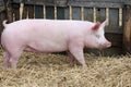 Pink colored domestic pig breeding at animal farm Royalty Free Stock Photo