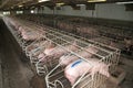 Pig sows lay in a metal cage at an industrial animal farm