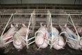 Sows in stable at an industrial animal farm Royalty Free Stock Photo
