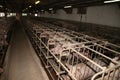 Sows in stable at an industrial animal farm Royalty Free Stock Photo