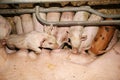 Sows in stable at an industrial animal farm Royalty Free Stock Photo