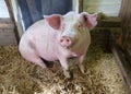 Pig in a stable Royalty Free Stock Photo