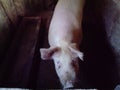 Pig in the stall. A dirty barn where animals are kept. Piglet with a lot of weight. The pig asks not to kill her and not to eat