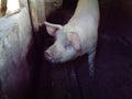 Pig in the stall. A dirty barn where animals are kept. Piglet with a lot of weight. The pig asks not to kill her and not to eat