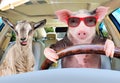 Pig in sunglasses carries in a car a goat