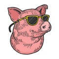 Pig in sunglasses color sketch engraving vector