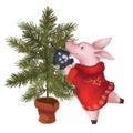 A pig in a sweater dresses up a Christmas tree. New Year. Symbol of the year 2019. Isolated