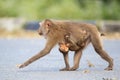 Pig-tailed Macaque Royalty Free Stock Photo