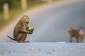 Pig-tailed Macaque Royalty Free Stock Photo