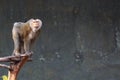 Pig tailed macaque Royalty Free Stock Photo
