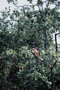 Pig tailed macaque sitting and watching in the middle of the borneo rainforest