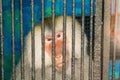 Pig-tailed monkey is sad in the cage looking something outside Royalty Free Stock Photo