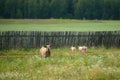 A Pig and three piglets graze on a farm in the village. family of swins on the field