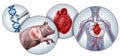Pig To Human Heart Transplant
