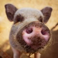 Pig up close and personal Royalty Free Stock Photo