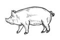 Pig vector illustration in graphics, hand drawn illustration.