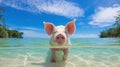 Pig Wading in Clear Water Facing the Viewer Royalty Free Stock Photo