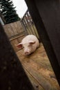 Pig waiting in slaughterhouse