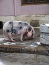 Pig walking on Lviv's streets