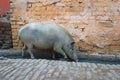 Pig Walking Open Sewers