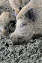 Pig wallowing in mud