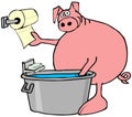 Pig washing and drying its hooves