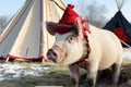 Pig wearing a red hat and a red scarf Royalty Free Stock Photo