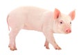 Pig on white Royalty Free Stock Photo