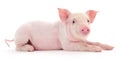 Pig on white Royalty Free Stock Photo