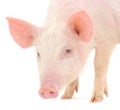 Pig on white Royalty Free Stock Photo