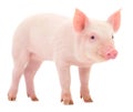 Pig on white Royalty Free Stock Photo