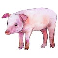 Pig wild animal in a watercolor style isolated.