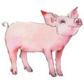 Pig wild animal in a watercolor style isolated.