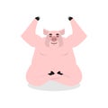 Pig yoga. Animal meditating. Farm animal on white background. Co Royalty Free Stock Photo