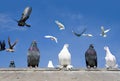 Pigeon Royalty Free Stock Photo