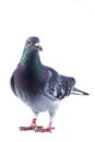 Pigeon Royalty Free Stock Photo