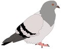 Pigeon