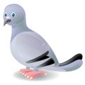 Pigeon