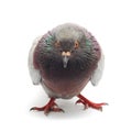 Pigeon