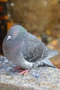 Pigeon Royalty Free Stock Photo