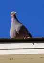 Pigeon