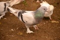 Pigeon is an addictive addiction to people Royalty Free Stock Photo