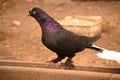 Pigeon is an addictive addiction to people Royalty Free Stock Photo