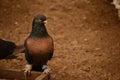 Pigeon is an addictive addiction to people Royalty Free Stock Photo