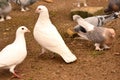 Pigeon is an addictive addiction to people Royalty Free Stock Photo