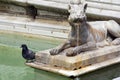 Pigeon at an antique Italian fountain Royalty Free Stock Photo